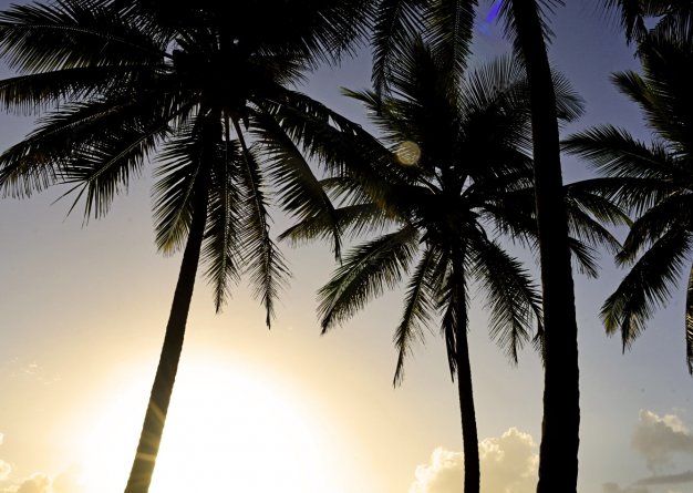 Dominikanische republik, Sufer steht am Palmenstrand und schaut auf die Wellen